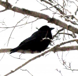 The crows of recapitulation will come calling... Photo by Jan Ketchel