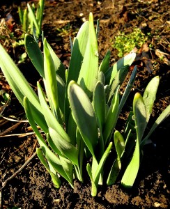 Life is unfolding, won't you too? - Photo of daffodils emerging by Jan Ketchel
