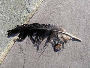 This is what greets me when I step outside—a crow feather and a pistachio shell—a thank you gift from the critters I invite into my energy space... - Photo by Jan Ketchel