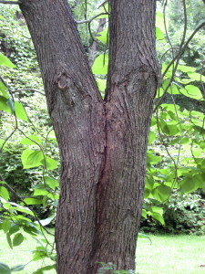 What do you see? I see two tree spirits passionately kissing! - Photo by Jan Ketchel