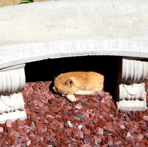 Our neighbor's cat visits daily and is always greeted warmly, without attachment... - Photo by Jan Ketchel