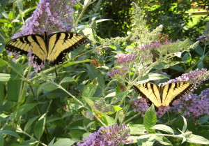 Out of the cocoon and taking the journey... as all must do... - Photo by Jan Ketchel