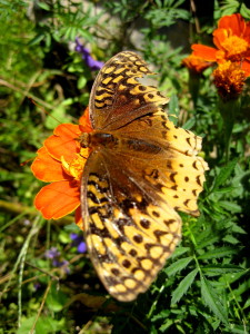 Our resident butterfly reminds us that no matter how battered we get by life we are still beautiful... - Photo by Jan Ketchel