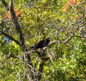 Sometimes the crow of recapitulation rests among the tangled web of memory... - Photo by Jan Ketchel