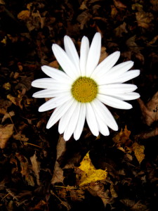 Like the last daisy struggling to survive, we too must struggle to change... - Photo by Jan Ketchel