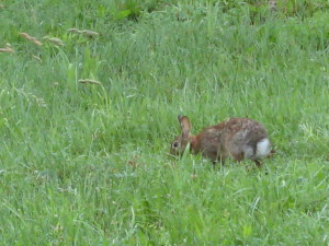 A bunny in the backyard... - Photo by Jan Ketchel