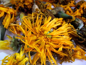 Changing time. Drying calendula and marigolds, at one season's end… But another's beginning… Photo by Jan Ketchel