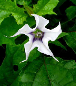 Be careful in the shaman's world! What may look enticingly beautiful could be deadly if not used cautiously and knowledgeably. - Photo of datura by Jan Ketchel