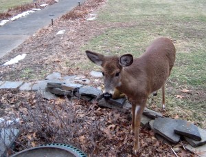 This deer has constantly challenged itself to come closer and closer, coming by several times a day to raid the bird seed! - Photo by Jan Ketchel