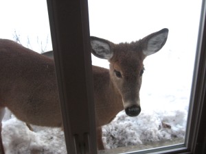 We're all just passing through... What do we offer? - Photo of our resident deer taking a peek inside by Jan Ketchel