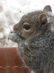 The machinations of the mind are like the squirrel's incessant chewing... - Photo by Jan Ketchel