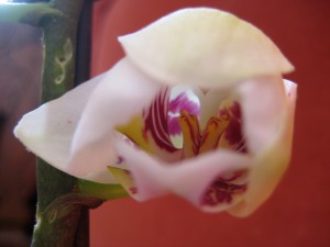 Our little orchid... just beginning to open to new life... - Photo by Jan Ketchel