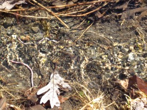 Am I really connected to the worms and the water in this little stream? - Photo by Jan Ketchel 