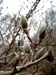 The magnolia buds have survived the winter and are ready now for breakthrough... - Photo by Jan Ketchel