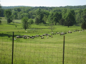 Every morning the sheep leave the barn...they head out into the field. Is that fulfilling enough? - Photo by Jan Ketchel