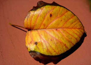 The wind is active...it sends the leaves flying...I am receptive... I receive the leaf! - Photo by Jan Ketchel