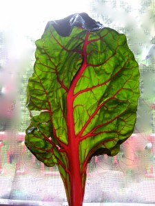Reflections are found everywhere, like this tree of life in a leaf of Swiss chard... - Photo by Jan Ketchel