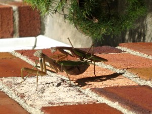 Praying Mantises in a sacred moment of carrying out nature's imperative... - Photo by Jan Ketchel