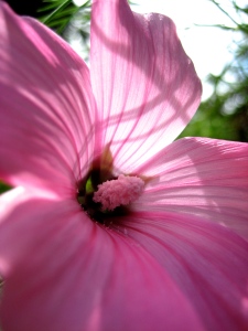 We all connect with the beauty of nature... - Photo by Jan Ketchel