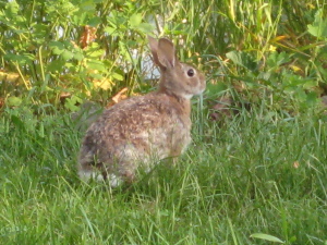 Scared bunny rabbit... - Photo by Jan Ketchel