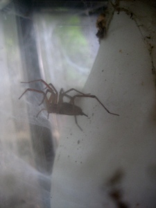 Spider Woman weaves her veils of gossamer... - Photo by Jan Ketchel