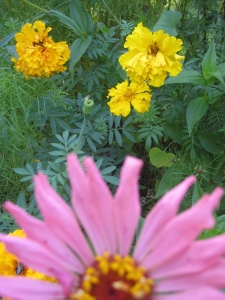 Yeah, we're all in there somewhere... waiting to bloom! - Photo by Jan Ketchel