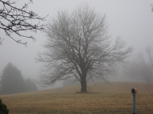 Fog is depressing. That's a thought that has power. - Photo by Jan Ketchel