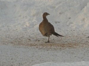 Our little visitor... - Photo by Jan Ketchel