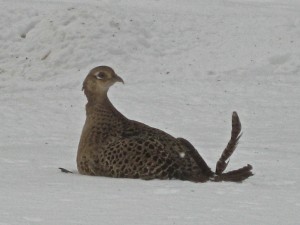 This little pheasant lady, who came into our lives on February 1st, is still here! Did she pick our yard at random or is there a reason? - Photo by Jan Ketchel