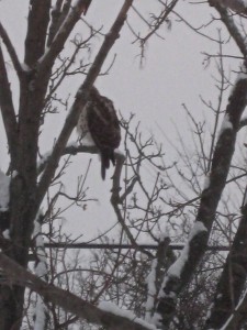 Our visitor the Hawk... - Photo by Chuck Ketchel