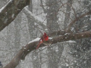I saw a cardinal and wondered: Did his High Self create his image? - Photo by Chuck Ketchel 