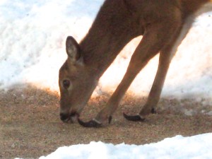 This deer is on her own karmic journey. Her hooves indicate that she is sick... - Photo by Jan Ketchel