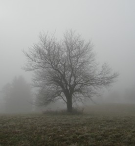 We are rooted and yet equally free to explore the greater mysteries...